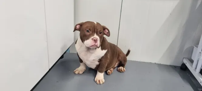 American Bully - Pocket - Luna