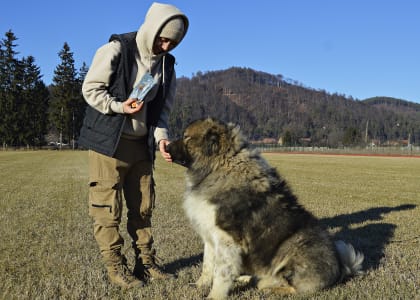 Caucasian Shepherd Dog - Sagir Russtil K.o.