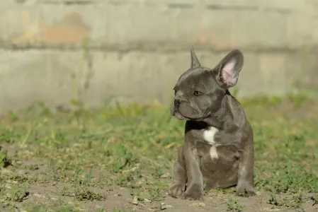 Bulldog francese - Madeleine 