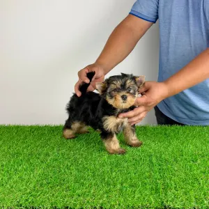 Yorkshire Terrier - Axa