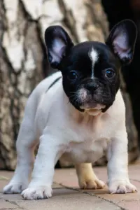 French Bulldog - Black Pirate