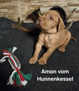 Hungarian Wire-haired Vizsla - Amon Vom Hunnenkessel