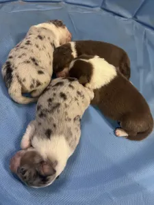 Australian Shepherd - Emily