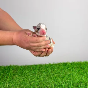 Berger australien - Clou