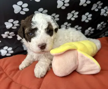 Lagotto Romagnolo - Calamiti Jane