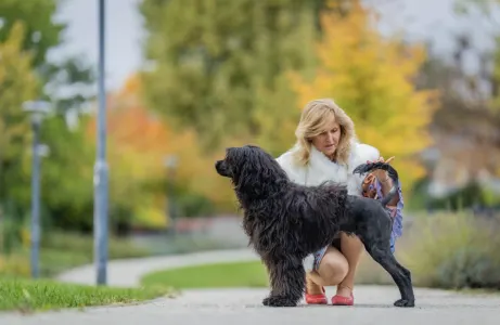 Portugiesischer Wasserhund - Patrícia