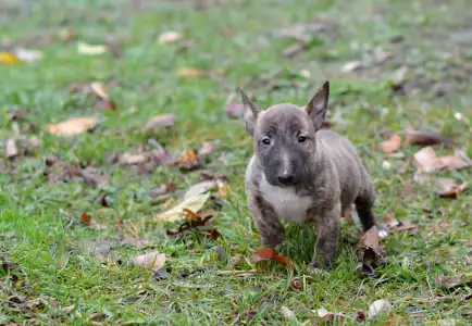 Bull terrier miniature - Joy