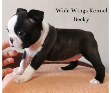 Boston Terrier - Wide Wings Becky