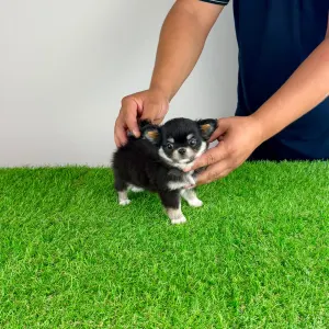 Chihuahua - Nici