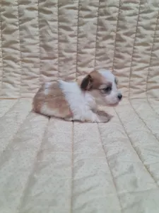 Havanese - Tobby