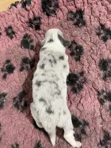 Border Collie - Bounty/slate Sable Kan
