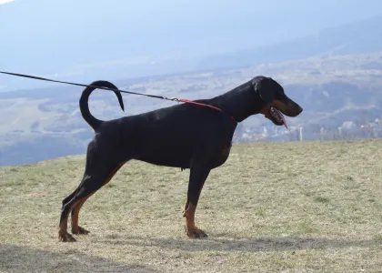 Dobermann - Flavito