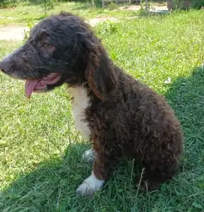 Lagotto Romanjolo - Aky