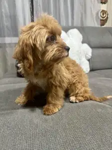 Cavapoo - Mici