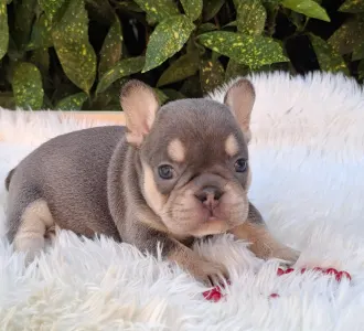 French Bulldog - Dottie