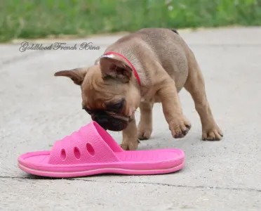 French Bulldog - Xina