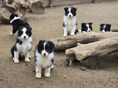 Border Collie - Sio-Bella