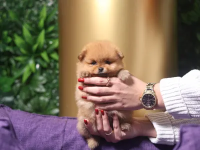 German Pomeranian Spitz - Leonardo๐