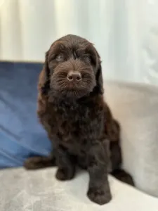 Labradoodle - Dertons Bailey