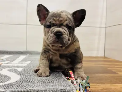 Francia bulldog - Thor 