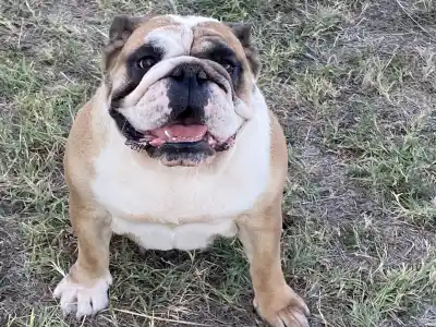 Bulldog - Legendary Winners Lasa