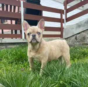 Bouledogue français - Georgina 