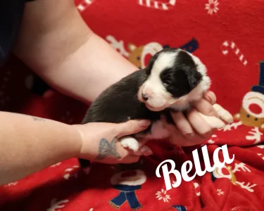 Border Collie - Bella