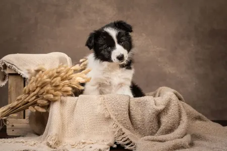 Border Collie - Cappuccino Rose 