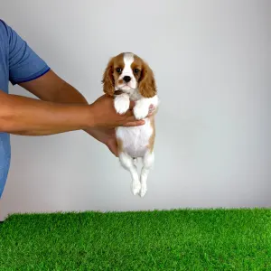Cavalier King Charles Spaniel - Tici