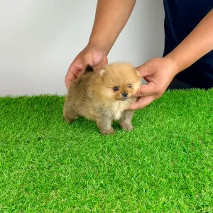 Pomeranian - Tommy