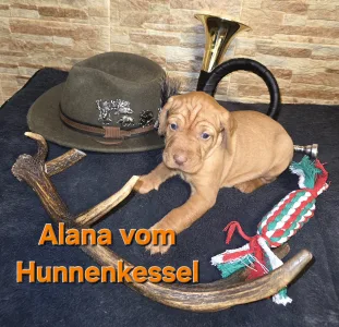 Hungarian Wire-haired Vizsla - Alana Vom Hunnenkessel