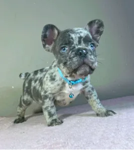 Buldog francuski - Arnold