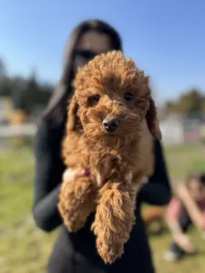 Poodle Miniature - Samu