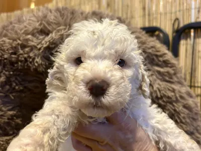 Romagna Water Dog - Cubbi Gummi