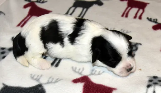 Havanese - Oro De Habana Yaffa