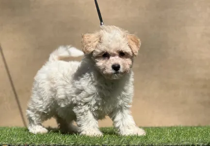 Maltipoo - Neela