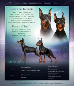 Pinscher nain - Atlasz