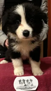 Border Collie - Generico 