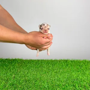 Chihuahua - Chocolatta