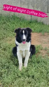 Border Collie - Light Of Night Coffee Irish