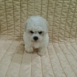 Bichon frisé - Evelyn