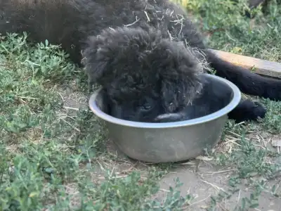 Mudi - Azúrkék-ragyogás Szerény