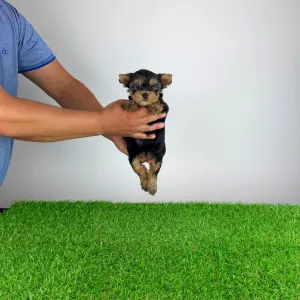 Yorkshire Terrier - Axa