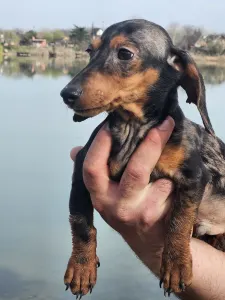 Dachshund - Leó