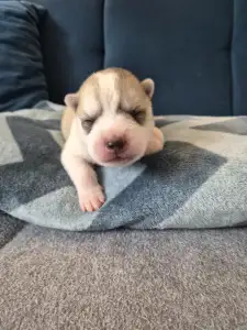 Sibiřský husky - Ash Muffin