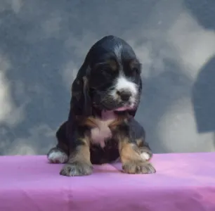 English Cocker Spaniel - Kephallénia Oceanus Memphisz