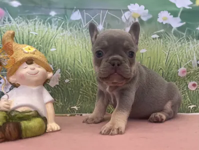 French Bulldog - Mira