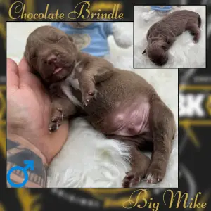 American Bully - XL - Big Mike