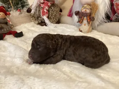 Romagna Water Dog - Boxos