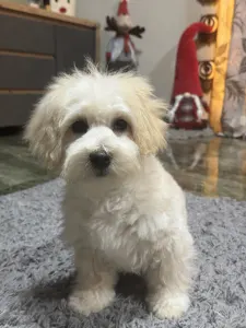 Maltipoo - Bruno